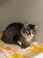 Приют для кошек "Муркоша" (Россия, Москва) фото