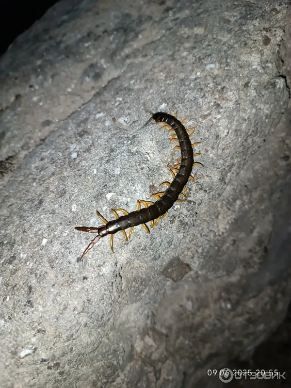 Отдых в Кацивели (Крым) фото