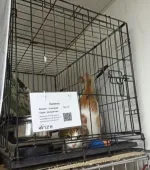 Приют для кошек "Муркоша" (Россия, Москва) фото