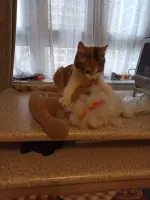 Приют для кошек "Муркоша" (Россия, Москва) фото