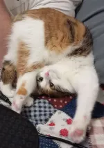 Приют для кошек "Муркоша" (Россия, Москва) фото