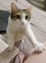 Приют для кошек "Муркоша" (Россия, Москва) фото