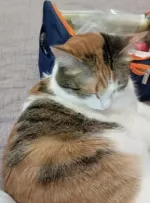 Приют для кошек "Муркоша" (Россия, Москва) фото