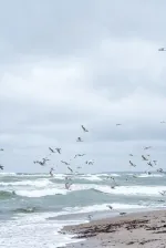 Отдых в г. Светлогорск (Россия, Калининградская область) фото