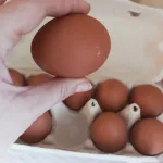 Яйца куриные "Щедрый год" фото