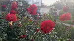Садовый цветок "Георгин" фото