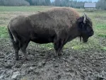 Парк семейного отдыха и экотуризма Зубровник (Россия, Токсово) фото