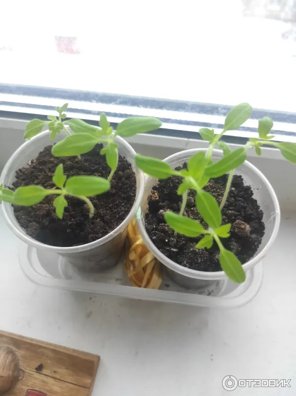 Грунт для рассады Родная Земля