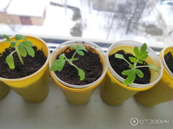 Грунт для рассады Родная Земля