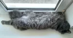 Сухой корм для кошек Karmy "Гипоаллергенный" для кошек, склонных к пищевой аллергии фото