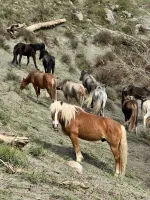 Конный тур по горному Алтаю "Маяк Алтай" (Россия, Алтайский край) фото