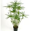 Cyperus