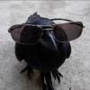 Steve22733