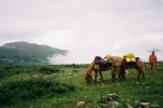 Конный тур по горному Алтаю "Маяк Алтай" (Россия, Алтайский край) фото