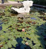 Ботанический сад МГУ (Аптекарский огород) (Россия, Москва) фото