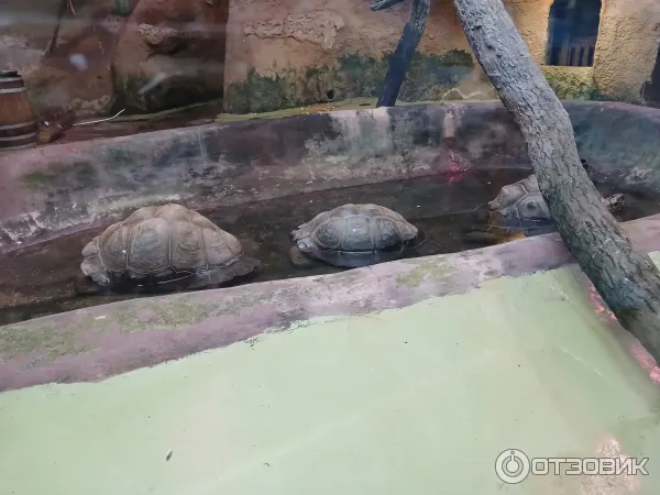Черепахам на фото тупо воды не хватает
