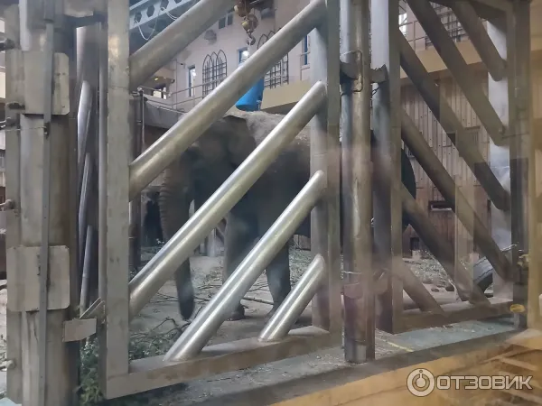 Слон в клетке